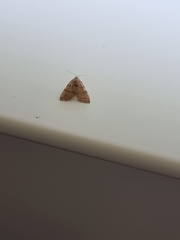 Tolpiodes oligolasia