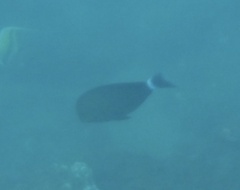 Acanthurus xanthopterus