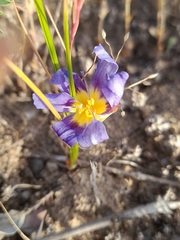 Calydorea xiphioides