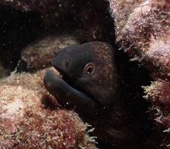 Gymnothorax flavimarginatus