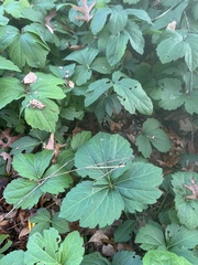 Pachysandra procumbens