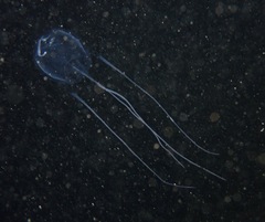 Cubozoa