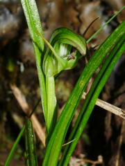 Pterostylis graminea