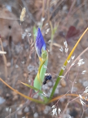 Calydorea xiphioides