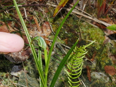 Pterostylis graminea