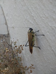 Scaphura elegans