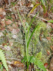 Pterostylis graminea