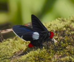 Pyrrhopyge phidias