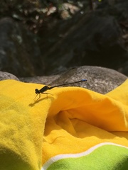 Argia modesta