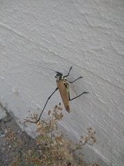 Scaphura elegans