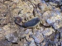 Centruroides ochraceus