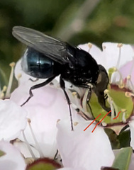 Australophyra rostrata