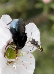 Australophyra rostrata