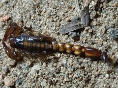 Bothriurus asper