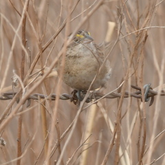 Ammodramus humeralis