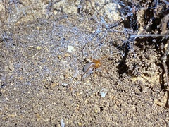 Loxosceles yucatana