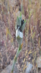 Chloraea bletioides