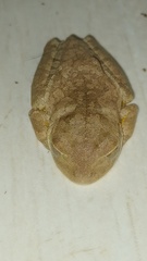 Boana crepitans