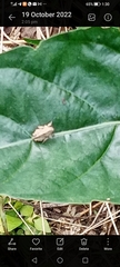Insecta