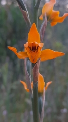 Chloraea chrysantha