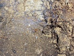 Loxosceles yucatana