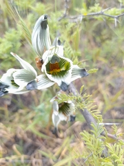 Chloraea bletioides