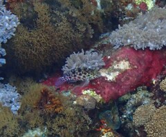 Cirrhitichthys oxycephalus