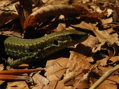 Podarcis muralis breviceps