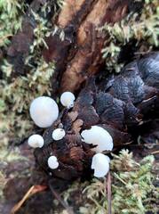 Strobilurus trullisatus