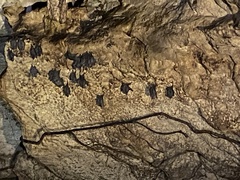 Artibeus jamaicensis