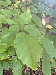 Hamamelis