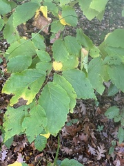 Hamamelis