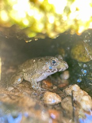 Fejervarya kawamurai