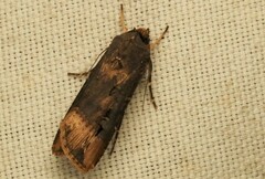 Agrotis ipsilon