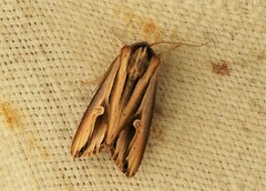 Actinotia intermediata