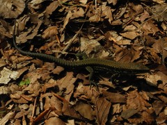 Podarcis muralis breviceps