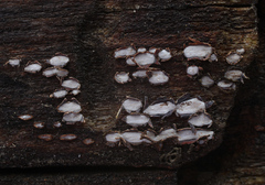 Propolis farinosa