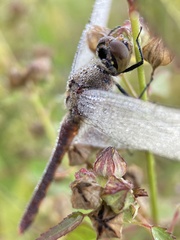 Sympetrum frequens