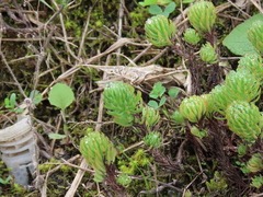 Petrosedum forsterianum