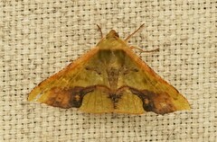 Fascellina