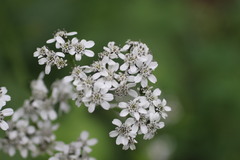 Verbesina microptera