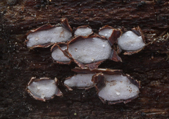 Propolis farinosa