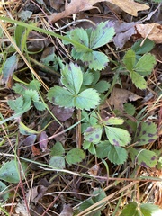 Fragaria virginiana