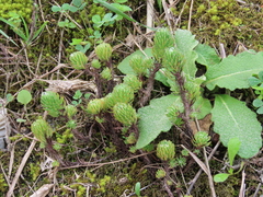 Petrosedum forsterianum