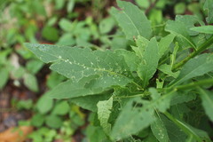 Verbesina microptera