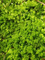 Micranthemum umbrosum