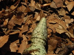 Podarcis muralis breviceps