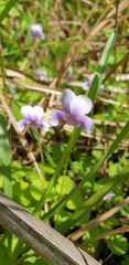 Viola hederacea