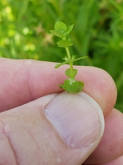 Micranthemum umbrosum