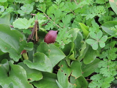 Arisarum simorrhinum